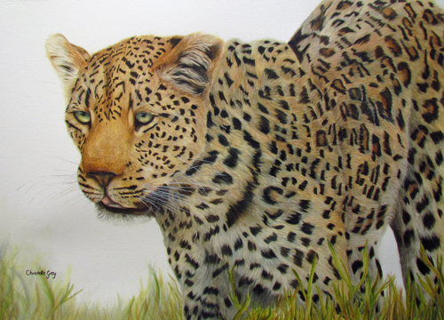 “Leopard” Watercolour, 50cm x 70cm by artist Christelle Grey. See her portfolio by visiting www.ArtsyShark.com