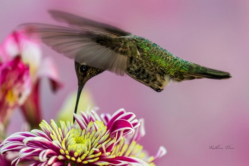 “Monochromatic Garden” Photography, Various Sizes by artist Kathleen Elam. See her portfolio by visiting www.ArtsyShark.com