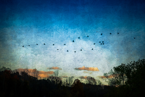 “Night Flight” Photo-based Digital Art, Various Sizes by artist Laura Berman. See her portfolio by visiting www.ArtsyShark.com