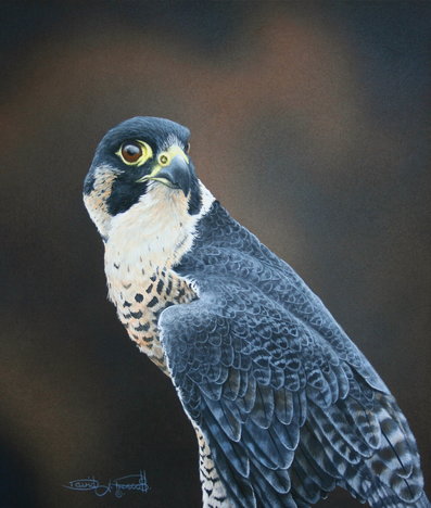 “Peregrine Power” Gouache, 10" x 8" by artist David L. Prescott. See his portfolio by visiting www.ArtsyShark.com