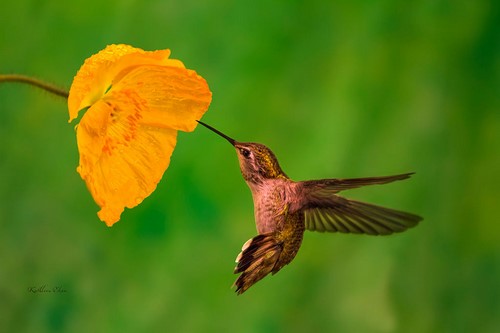 “Poppy Time” Photography, Various Sizes by artist Kathleen Elam. See her portfolio by visiting www.ArtsyShark.com