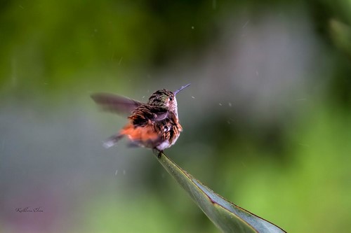 “Shaking Off the Rain” Photography, Various Sizes by artist Kathleen Elam. See her portfolio by visiting www.ArtsyShark.com