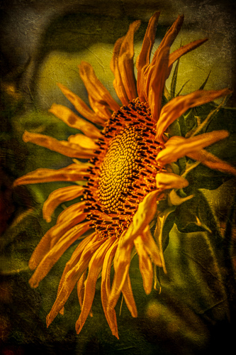 “Sunflower” Photo-based Digital Art, Various Sizes by artist Laura Berman. See her portfolio by visiting www.ArtsyShark.com