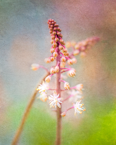 “Tiarella” Photo-based Digital Art, Various Sizes by artist Laura Berman. See her portfolio by visiting www.ArtsyShark.com