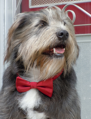 Studio Mascot of artist Carley Brown. See the whole photo article at www.ArtsyShark.com