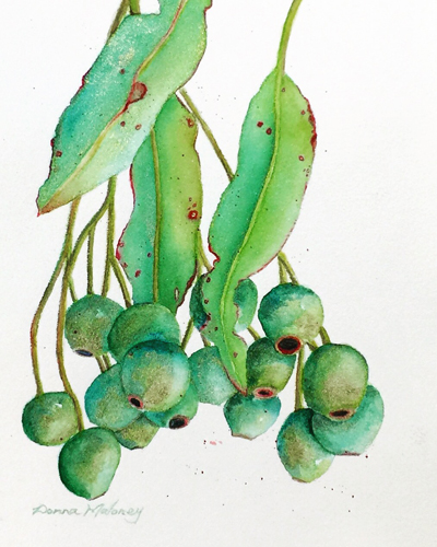 “Gum Nut Study” Watercolor, 29.5cm x 35cm by artist Donna Maloney. See her portfolio by visiting www.ArtsyShark.com