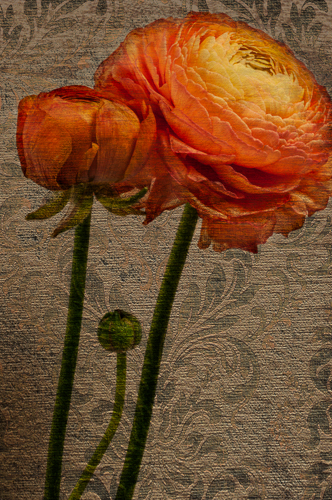 "Antique Paper Petals" Photography by Jennifer Beavers. See her work at www.ArtsyShark.com