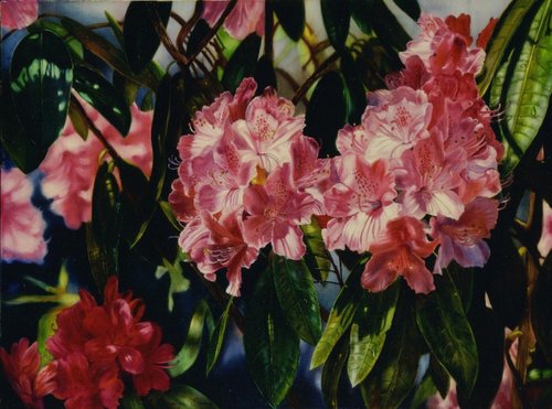 "Rhododendron-Coeloneur" Oil on Linen, 24" x 18" by artist Carolyn Sterling. See her portfolio by visiting www.ArtsyShark.com