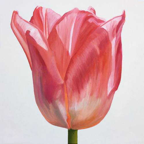 "Tulip 1" Oil, 20”x 20” by Kathy Armstrong. See her feature at www.ArtsyShark.com