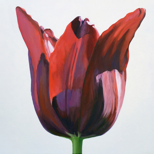 "Tulip 2" Oil, 20”x 20” by artist Kathy Armstrong. See her feature at www.ArtsyShark.com