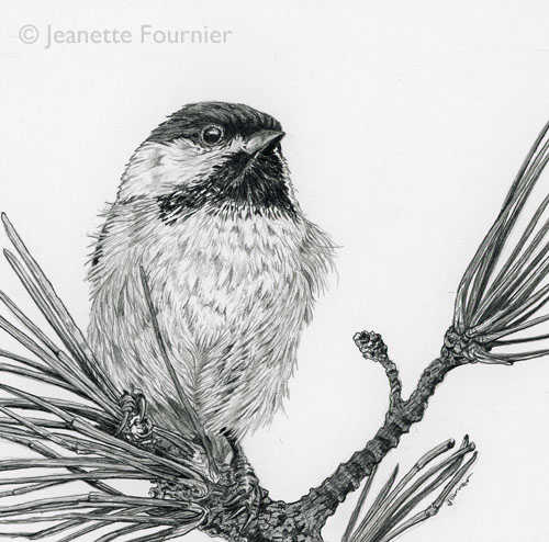 “Drawn To Nature #10” (Black-capped Chickadee) Graphite, 6" x 6" by artist Jeanette Fournier. See her portfolio by visiting www.ArtsyShark.com
