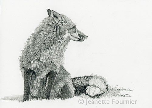 “Drawn To Nature #2” (Red Fox) Graphite, 7” x 5" by artist Jeanette Fournier. See her portfolio by visiting www.ArtsyShark.com