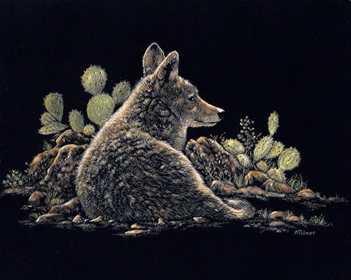 “Coyote’s Rest II” Scratchboard, 8” x 10” by artist Anne Palmer. See her portfolio by visiting www.ArtsyShark.com