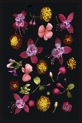 "Fuschia Floating Blossoms" Archival Digital Print, 12" x 18" by artist Vinette Varvaro. See her portfolio by visiting www.ArtsyShark.com