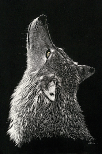 “Midnight Song” Scratchboard, 11” x 14” by artist Anne Palmer. See her portfolio by visiting www.ArtsyShark.com