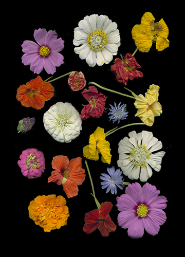 "Multi Floating Flowers" Archival Digital Print, 12" x 18" by artist Vinette Varvaro. See her portfolio by visiting www.ArtsyShark.com