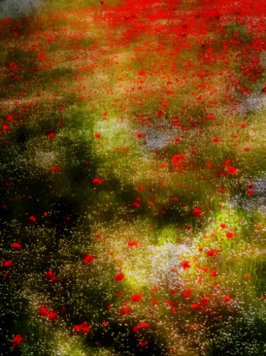 “Poppies for Remembrance” Photopainting, Various Sizesby artist Dorothy Berry-Lound. See her portfolio by visiting www.ArtsyShark.com