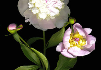 "White and Pink Peony" Archival Digital Print, 12" x 18" by artist Vinette Varvaro. See her portfolio by visiting www.ArtsyShark.com