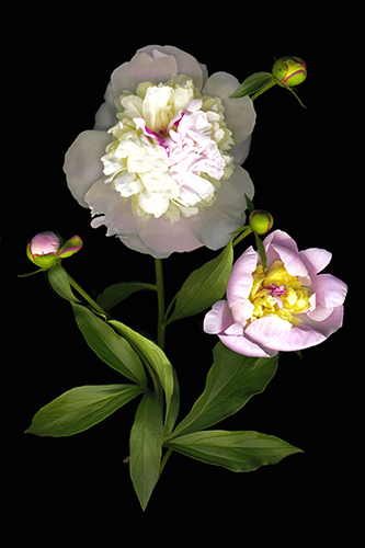 "White and Pink Peony" Archival Digital Print, 12" x 18" by artist Vinette Varvaro. See her portfolio by visiting www.ArtsyShark.com