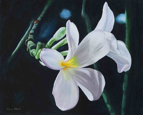 "Frangipani of Tahiti" Oil on Linen, 100cm x 80cm by artist Lily Van Bienen. See her portfolio by visiting www.ArtsyShark.com