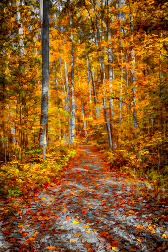 "Ohiopyle Trail" Photography, Various Sizes by artist Robert Lott. See his portfolio by visiting www.ArtsyShark.com