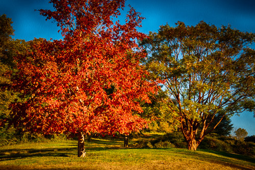 "Winterthur Tree" Photography, Various Sizes by artist Robert Lott. See his portfolio by visiting www.ArtsyShark.com