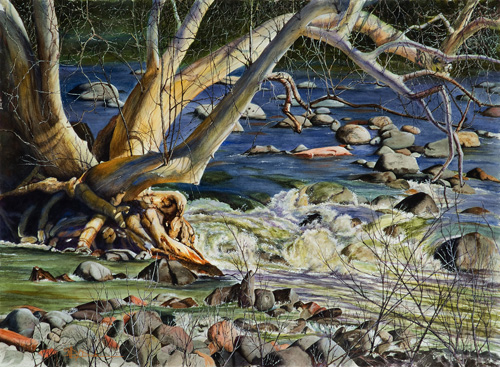 “Dry Beaver Creek Sycamore” Watercolor, 30” x 22” by artist Mary Dove. See her portfolio by visiting www.ArtsyShark.com
