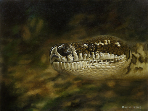 "Python Portrait" Oil on Canvas, 40cm x 30cm by artist Roslyn Oakes. See her portfolio by visiting www.ArtsyShark.com