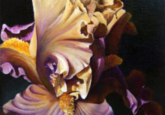“Iris, Bearded Wonder” Oil on Mounted Linen, 6” x 6” by artist Mary Dove. See her portfolio by visiting www.ArtsyShark.com