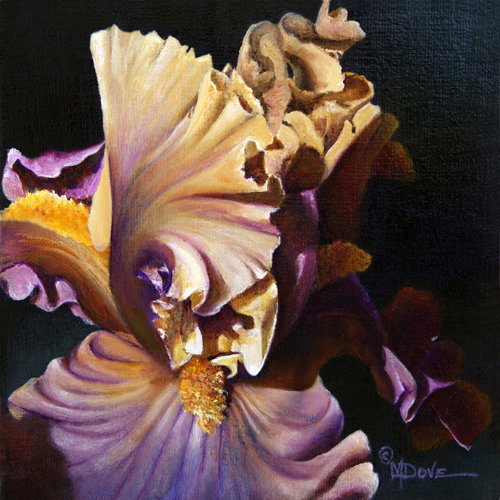 “Iris, Bearded Wonder” Oil on Mounted Linen, 6” x 6” by artist Mary Dove. See her portfolio by visiting www.ArtsyShark.com