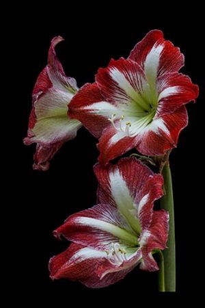 Featured Artist Nancy Ridenour | Artsy Shark