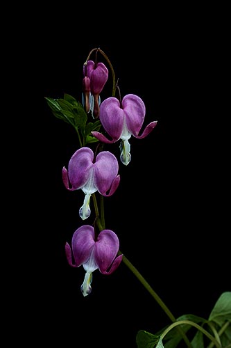 “Bleeding Hearts on Black” Photography Giclee on Stretched Canvas, 16” x 20”by artist Nancy Ridenour. See her portfolio by visiting www.ArtsyShark.com 