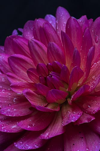 “Dahlia on Black” Photography Giclee on Stretched Canvas, 16” x 20” by artist Nancy Ridenour. See her portfolio by visiting www.ArtsyShark.com