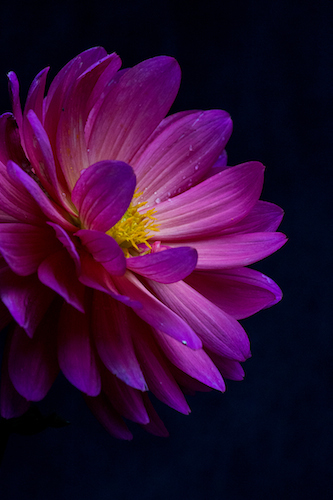 “Dahlia on Black-Single” Photography Giclee on Stretched Canvas, 16” x 20” by artist Nancy Ridenour. See her portfolio by visiting www.ArtsyShark.com