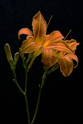 “Daylily on Black” Photography Giclee on Stretched Canvas, 16” x 20” by artist Nancy Ridenour. See her portfolio by visiting www.ArtsyShark.com