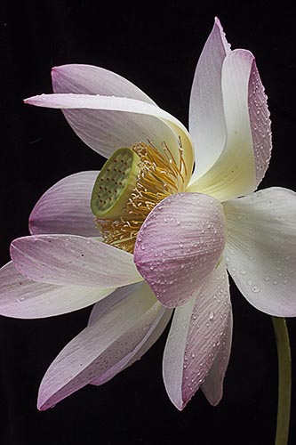 “Lotus on Black” Photography Giclee on Stretched Canvas, 16” x 20” by artist Nancy Ridenour. See her portfolio by visiting www.ArtsyShark.com