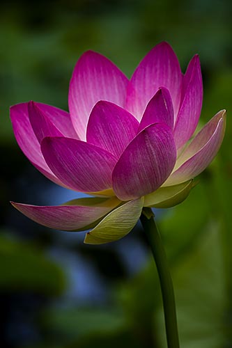 “Lotus” Photography Giclee on Stretched Canvas, 16” x 20” by artist Nancy Ridenour. See her portfolio by visiting www.ArtsyShark.com