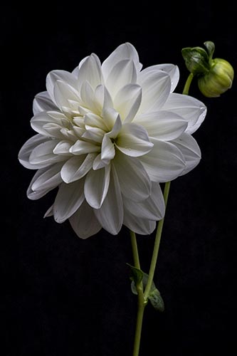 “White Dahlia on Black” Photography Giclee on Stretched Canvas, 16” x 20” by artist Nancy Ridenour. See her portfolio by visiting www.ArtsyShark.com
