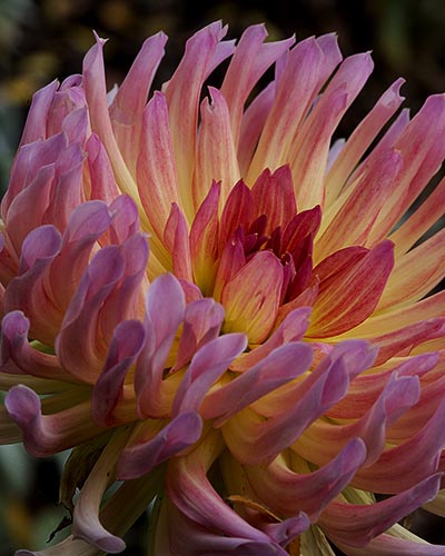 “Pink Dahlia on Black” Photography Giclee on Stretched Canvas, 16” x 20” by artist Nancy Ridenour. See her portfolio by visiting www.ArtsyShark.com