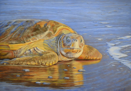 “Turtle – Ellie” Acrylic on Paper, 42cm x 30cm by artist Carole Elliott. See her portfolio by visiting www.ArtsyShark.com