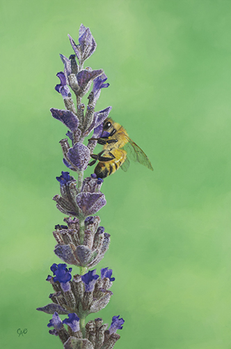 “Lavender Candy” Oil on Linen, 24” x 36” by artist Christine O’Brien. See her portfolio by visiting www.ArtsyShark.com