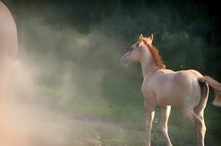 Photograph by Martha Coaty. See her work in Art of the Horse at www.ArtsyShark.com