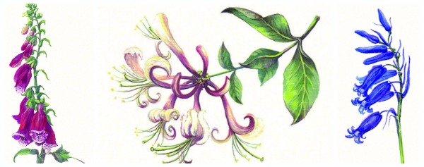 Botanical illustration is the focus of artist Lynette Merrick's portfolio. See an interview with her about art licensing at www.ArtsyShark.com