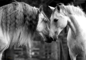 Photography by Nathalie Ferrato. See her work in the article Art of the Horse at www.ArtsyShark.com