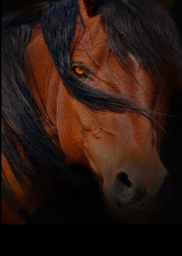 Artwork by Stephanie Laird. See her work featured in Art of the Horse at www.ArtsyShark.com
