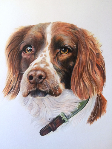 “Springer Spaniel” Coloured Pencil and Gouache, 8.3" x 11.7" by artist Judith Selcuk. See her portfolio by going to www.ArtsyShark.com