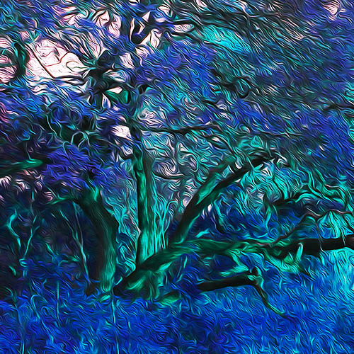 “Burning Bush Texas Style Blue” Computer Enhanced Photo on Aluminum, 16” x 16” by artist Nancy Wood. See her portfolio by visiting www.ArtsyShark.com