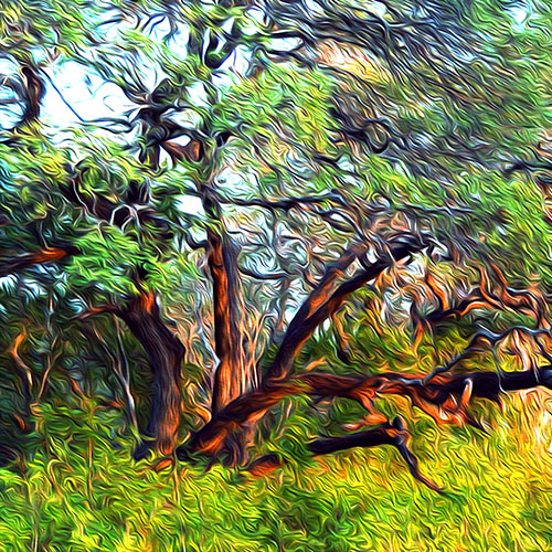 “Burning Bush Texas Style” Computer Enhanced Photo on Aluminum, 20” x 20”by artist Nancy Wood. See her portfolio by visiting www.ArtsyShark.com