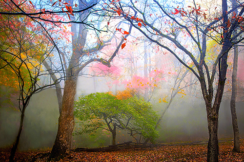 "Fairy Tale Autumn" Photography, Various Sizesby artist Dennis Sabo. See his portfolio by visiting www.ArtsyShark.com