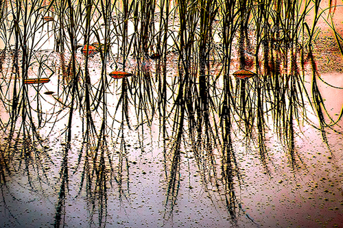 "Marshland" Photography, Various Sizes by artist Dennis Sabo. See his portfolio by visiting www.ArtsyShark.com
